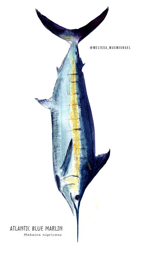 Blue Marlin Fish, Pelagic Fish, Ocean Habitat, Marine Wildlife, Blue Marlin, Ocean Fish, Watercolor Fish, Fish Illustration, Fish Crafts