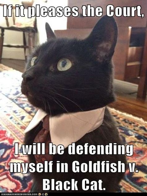 If it pleases the Court,  I will be defending myself in Goldfish v. Black Cat. Funny Happy Birthday Quotes, Business Cat, Turn The Page, Happy Birthday Quotes Funny, Funny Happy Birthday, A Black Cat, Happy Birthday Quotes, Funny Happy, Funny Cat Pictures