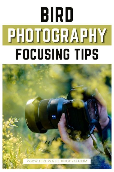 Take your bird photography to the next level with our expert focusing tips. Learn how to capture stunning bird shots every time. #birdphotography #naturephotography #birdnerd Bird Photography Tips, Focusing Tips, Wildlife Photography Camera, Bird Photos Photography, Taking Better Pictures, River Cabins, Wild Birds Photography, Wildlife Photography Tips, Teaching Photography