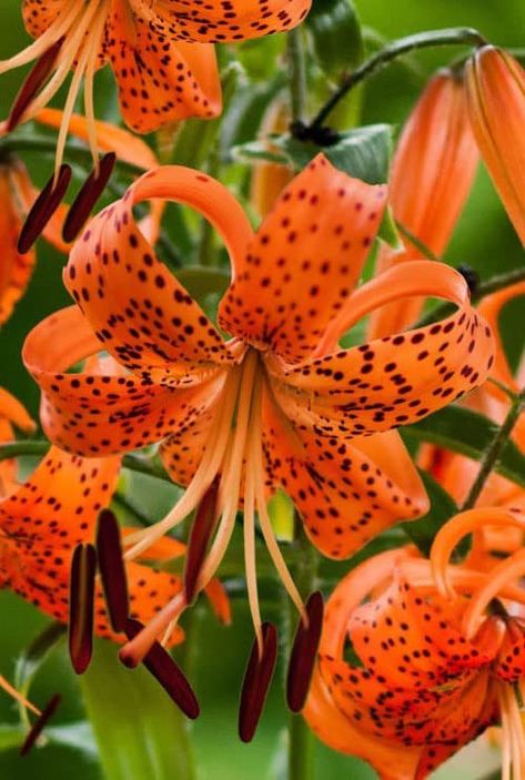 Amazon.com : Giant Lancifolium Tiger Lily Bulbs | Fragrant, Vibrant Colors | Easy to Grow | Perfect for Garden Borders, Cut Flowers, and Naturalizing (2 Pack) : Patio, Lawn & Garden Lilly Flower Drawing, Red Lily Flower, Tiger Lily Flowers, Flower Identification, Lilly Flower, Lily Bulbs, Red Lily, Garden Aesthetic, Nothing But Flowers