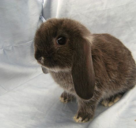 Brown Floppy Ear Bunny, Flop Eared Bunny, Floppy Ear Bunny, Floppy Eared Bunny, Bunny House, Fluffy Bunny, Puppies And Kitties, Crazy Cats, Rabbits