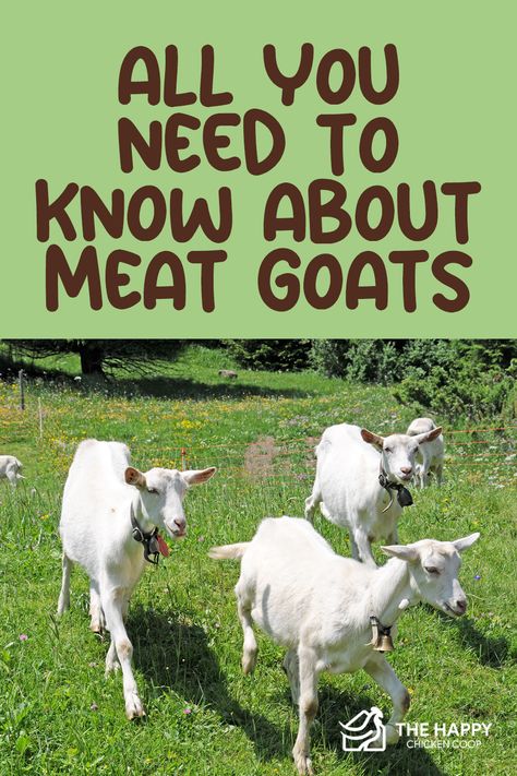 4h Goats, Meat Goats, Nigerian Goats, Keeping Goats, Goat Health, Goat Shelter, Show Goats, Pet Goat, Feeding Goats