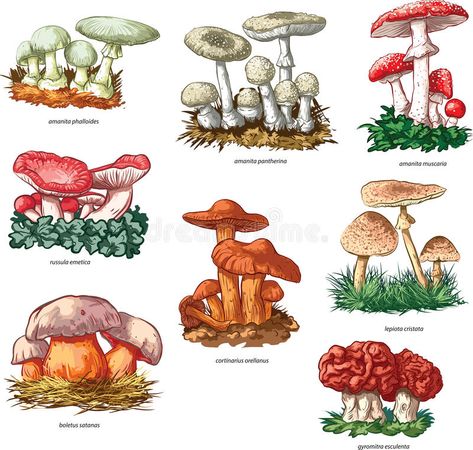 Poisonous Mushrooms, Journaling Collage, Arte Peculiar, Botanical Print Set, Arte Sketchbook, Scientific Illustration, Mushroom Art, Vintage Poster Art, Botanical Illustrations