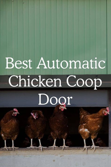 Solar Chicken Coop Door, Lights In Chicken Coop, Best Automatic Chicken Coop Door, Chicken Coop Automatic Door, Automatic Coop Door, Diy Automatic Chicken Coop Door, Chicken Coupe, Automatic Chicken Door, Chicken Door