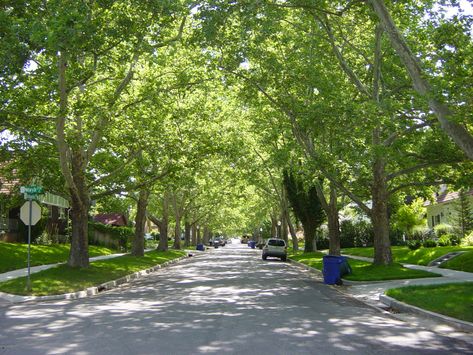 Tree Lined Street Neighborhood Aussie Beach, Tree Lined Street, Classic Facade, Hamptons Style Homes, Planting Trees, Street Trees, Small Town Life, Safe Neighborhood, Beautiful Streets