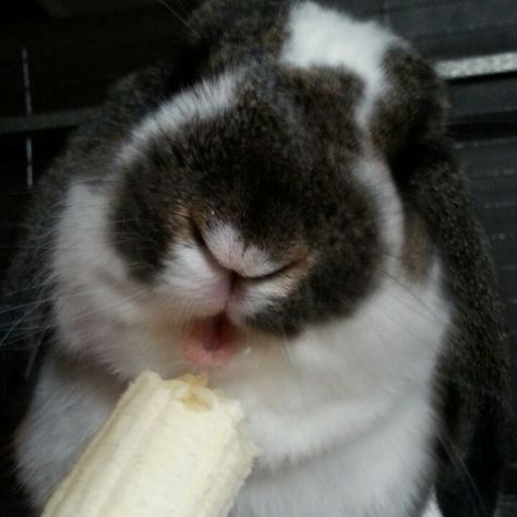 Eating a banana bunny Lop Eared Bunny, A Banana, Buns, Animals, Quick Saves