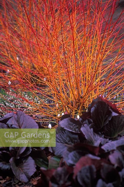 Cornus sanguinea 'Midwinter Fire', Common Dogwood, Bergenia 'Bressingham Ruby', Elephant's Ear, February. Purple-Brown foliage with red and orange stems behind with snowdrops and heather Suburb Garden, Bressingham Gardens, Ohio Flowers, Cornus Sanguinea, Cornus Alba, Twig Dogwood, Outdoor Fireplace Designs, Picture Window, Australian Garden