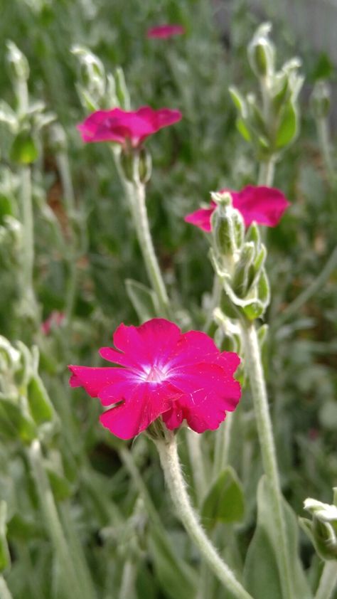 Rose Campion Campion Planting Vegetables, Rose Campion Plant, Red Campion Flower, Rose Campion, Seeds, Flowers, Plants