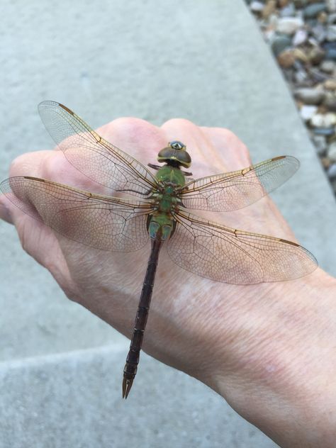 Dragonfly Reference Photo, Dragonfly Reference, Aesthetic Insects, Bug Reference Photos, Pretty Insects, Dragon Fly Wings, Insects Aesthetic, Dragon Flies, Pretty Bugs