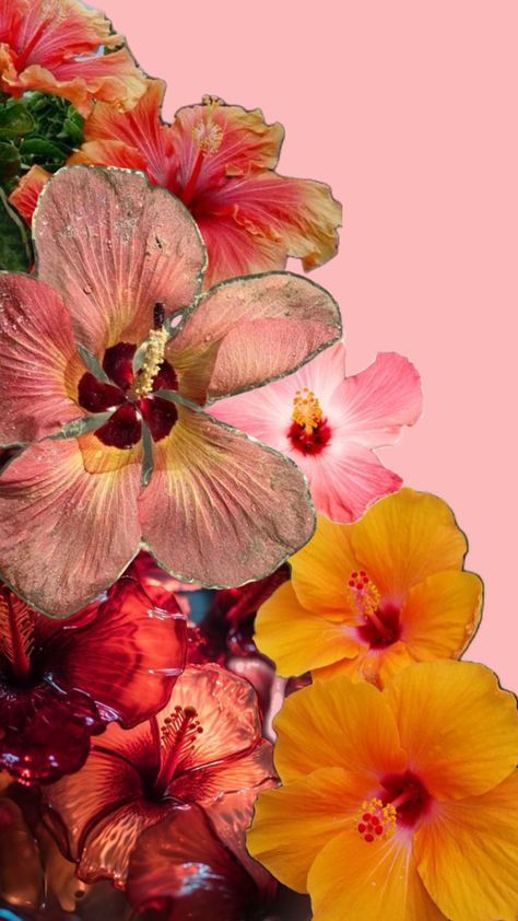 Hibiscus flowers Hibiscus Flower Wallpaper Aesthetic, Hibiscus Wallpaper, Iphone Wallpaper Landscape, Cute Summer Wallpapers, Flower Iphone Wallpaper, Simple Iphone Wallpaper, Iphone Wallpaper App, Iphone Wallpaper Photos, Art Wallpaper Iphone