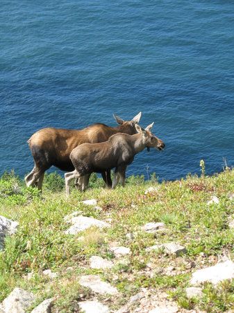 Skyline Trail: One of the best Cabot trail hikes - See 363 traveler reviews, 162 candid photos, and great deals for Cape Breton Island, Canada, at TripAdvisor. Canadian Road Trip, Cabot Trail, Cape Breton Island, Enchanted Island, Honeymoon Spots, Atlantic Canada, Most Romantic Places, Nova Scotia Canada, Cape Breton