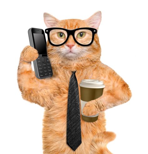 Business cat. Isolated on white , #Sponsored, #cat, #Business, #white, #Isolated #ad Cats Yellow, Cat Stock Photo, Business Cat, Ninja Cats, Cat Glasses, Cat Stock, Yellow Cat, Cat Valentine, Teen Life