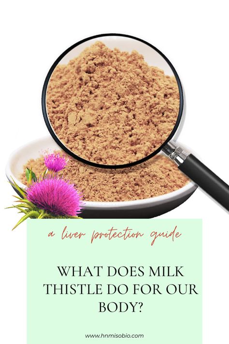 ✅ Shall I take milk thistle supplements? ✅ What does milk thistle do for our body? ✅ How does milk thistle powder work on liver protection? Let's check them from this article. Seeking milk thistle extract resources, DM Hn MiSo Biosciences, and enjoy reliable and trustworthy services and high standards and quality products. Milk Thistle Benefits For Women, Thistle Benefits, Milk Thistle Benefits, Milk Thistle Supplement, Stay Up Late, Weight Problems, Milk Thistle, Hormone Balancing, High Standards