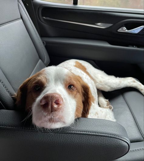 Britney Spaniel Dog, Britney Spaniel, Brittany Spaniel Dogs, Welsh Springer Spaniel, Brittany Spaniel, Cute Animals Puppies, Dog Artwork, Spaniel Dog, In The Car