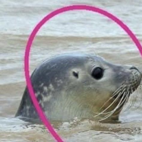 Matching Seal Icons, Matching Seals Pfp, Seal Matching Pfp, Matching Pfp Instagram, Rats Cute, Cute Seals, Pfp Matching, Romantic Photos Couples, Romantic Girl