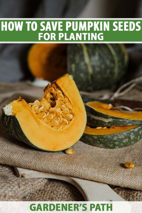 A close up vertical image of pumpkin that has been sliced and set on a burlap fabric pictured on a soft focus background. To the top and bottom of the frame is green and white printed text. Pumpkin Seeds To Plant, Pumpkin Seeds For Planting, Grow Pumpkins From Seeds, When To Plant Pumpkins, Planting Pumpkins, Sacred Garden, Vegetable Benefits, Growing Pumpkins, Thriving Garden