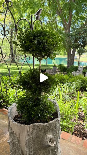 Emily Dinwiddie on Instagram: "Make your own topiary…. for FREE!!! Watch this easy tutorial to see how. 🌳🌳🌳
#topiarytuesday 
#gardening 
#happy" Topiary Diy, Landscaping Around House, Peaceful Garden, Boxwood Hedge, Topiary Garden, Boxwood Topiary, Flower Bulbs, Topiary Trees, Garden Shrubs