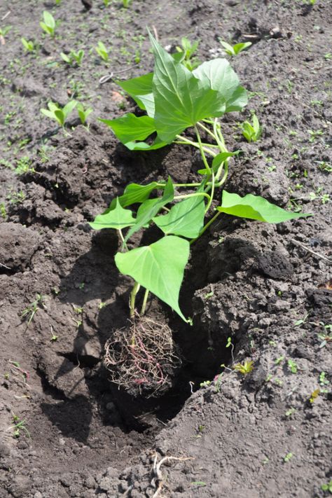 Sweet Potato Plant Vine How To Grow, Sweet Potato Plant Vine, Plant Sweet Potatoes, Grow Sweet Potatoes, Sweet Potato Slips, Sweet Potato Plant, Growing Sweet Potatoes, Sweet Potato Vine, Growing Potatoes