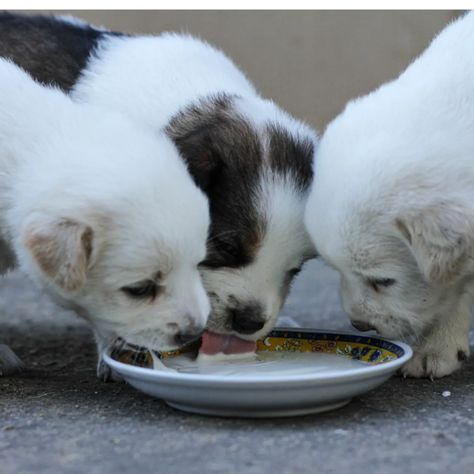 Weaning Puppies Schedule, Puppy Gruel Recipe, Puppy Mush Recipe, Puppy Mush, Dog Labor, Weaning Puppies, Puppy Whelping, Feeding Puppy, Puppy Photoshoot