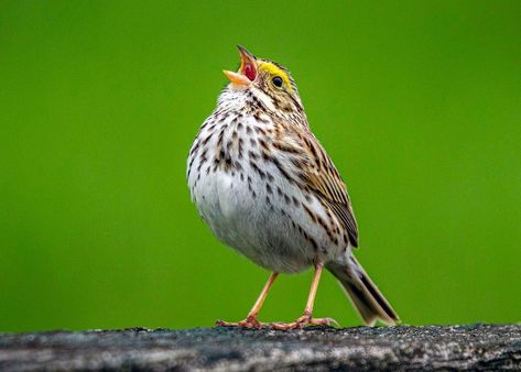 Why Do Birds Sing in Spring? Feeding Birds In Winter, Bird Singing, Ring Necked Pheasant, Song Sparrow, Bird Types, Singing Bird, Sparrow Bird, Birds Of America, Brown Bird