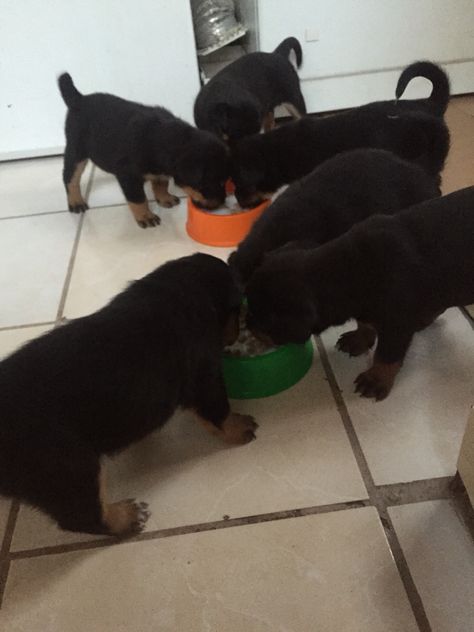 Feeding my littles puppies 1Month :) Lovers Pics, Little Puppies, Dog Lovers, Puppies, Dogs, Animals, Quick Saves