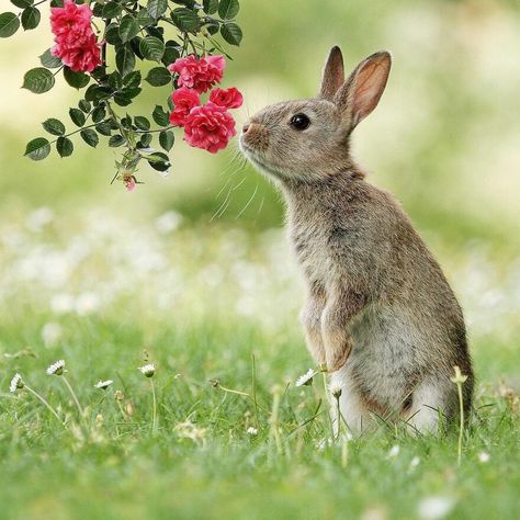 Pet Bunny, Wildlife Animals, Sweet Animals, Animal Photo, Nature Animals, Cute Bunny, Animal Photography, Animals Beautiful