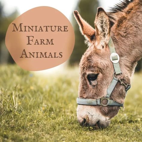 Miniature Farm Animals: A Guide to Miniature or Small Livestock - Dengarden Beneficial Farm Animals, Miniature Sheep Breeds, Mini Farm Ideas Animals, Small Homestead Animals, Small Farm Hacks, Beginner Farm Animals, Mini Cow Breeds, Small Farm With Animals, Best Animals For Small Homestead