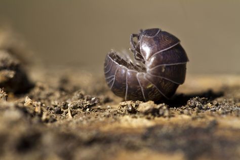 Pill bugs are more closely related to shrimp and lobsters than crickets or butterflies -- plus other little known facts about roly polies. Pill Bugs, Potato Bugs, Woodlice, Pill Bug, Compost Soil, Fancy Words, Creepy Crawlies, Crustaceans, Organic Matter