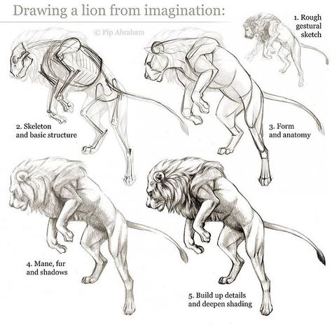 Art Reference & Tutorials on Instagram: “by @pip_abraham !” Drawing A Lion, Lion Anatomy, Feline Anatomy, Lion Sketch, Tutorial Drawing, Cat Anatomy, Lion Drawing, Anatomy Tutorial, Animal Study