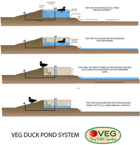 VEG Design Solutions, Part Three: How to Drain a Duck Pond Without Getting Poo on Your Hands | Permaculture Research Institute - Permacultur... Diy Duck Pond, Duck Pens, Backyard Ducks, Duck Coop, Duck Farming, Duck House, Coop Plans, Duck Pond, Mini Farm