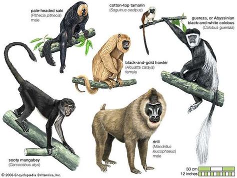 Old World and New World monkeys Different Types Of Monkeys, Monkey Types, Habitats Projects, Types Of Monkeys, Animal Plates, Monkey Illustration, Howler Monkey, Animal Species, Baboon