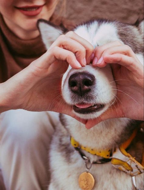 Husky Photoshoot, Poses With Pets, Dog Portraits Photography, Dog Owner Photoshoot, Dog Photoshoot Ideas, Dogs Photoshoot, Family Dog Photos, Pet Photography Poses, Dog Photoshoot Pet Photography