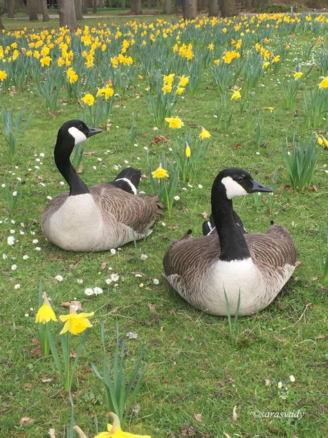 Geese Aesthetic, Goose Reference, Goose Pictures, Geese Photography, Geese Breeds, Anti Romantic, Ducks And Geese, Interview Rooms, Canadian Geese