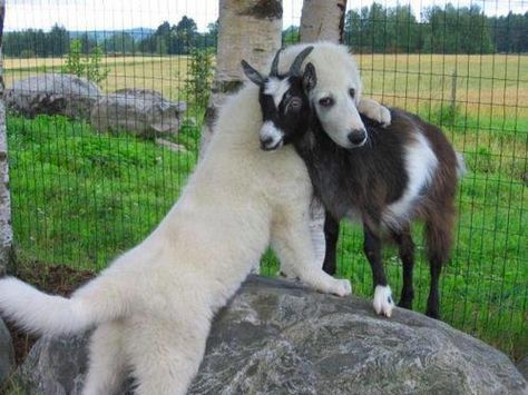 Now here is something you don't see every day, a dog hugging a baby goat. Wojskowy Humor, Dogs Hugging, Odd Couples, Animals Friendship, Great Pyrenees, Cute Critters, Main Game, E Card, Pyrenees