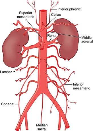 Anatomy of Abdominal Aorta -parietal branches Aorta Branches, Arteries Anatomy, Superior Mesenteric Artery, Vascular Ultrasound, Abdominal Aorta, Pulmonary Disease, Heart Surgery, Diagram Design, White Blood Cells