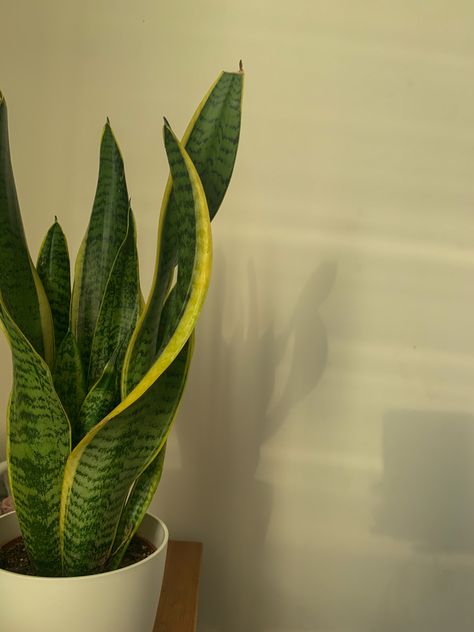 Snake plant photo in an afternoon lighting with a white wall as a background Snake Plant Aesthetic, Indoor Plant Aesthetic, Peyton Core, Plant Aesthetics, Artificial Cherry Blossom Tree, Flower Graphic Design, Hanging Plants Indoor, Plant Aesthetic, Cherry Blossom Tree