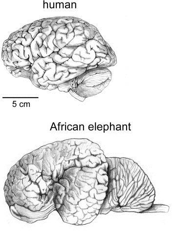 Image that compares the brain of a human to one of an elephant. Elephant Brain, Animal Intelligence, Brain Size, The Human Brain, Human Brain, African Elephant, An Elephant, Now And Then, Primates