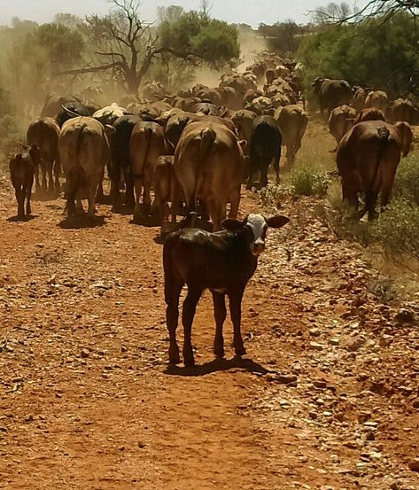 This was taken while mustering cattle at Mooloo Downs, Australia Mustering Cattle, Cattle Station Australia, Cattle Station, Cattle Drive, Outback Australia, Bull Riders, Tree Images, Northern Territory, Future Life