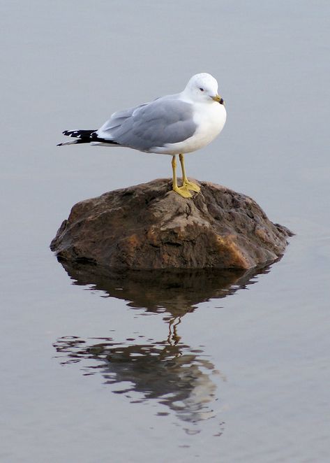 ring-billed gull | Elaine | Flickr Sea Gull, Sea Gull Illustration, Laughing Gull Birds, Ring Billed Gull, Sea Gulls Flying, Seagull Flying Over Ocean, Jackdaw, Sketch A Day, Sound Of Rain