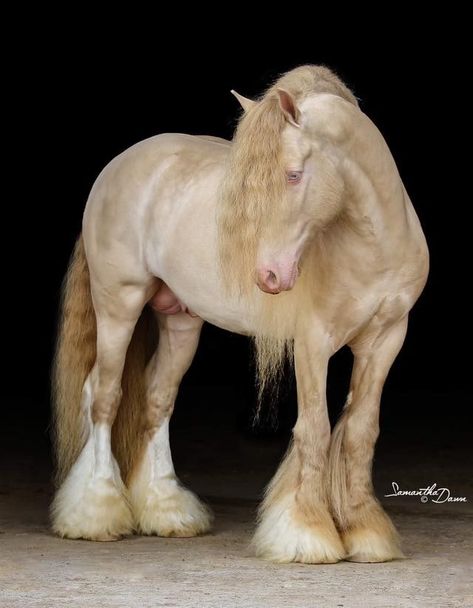 Long Hair Horse, Rare Horses, Beautiful Horses Photography, Horse Anatomy, Big Horses, Most Beautiful Horses, All The Pretty Horses, Pretty Animals, Horse Equestrian