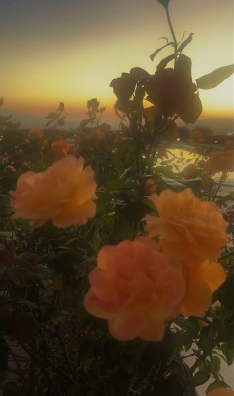 flowers coral dreamy sunset dawn aesthetic Kali Uchis Aesthetic, Dawn Aesthetic, Dreamy Sunset, Mother Kali, Kali Uchis, Artist Aesthetic, Plant Aesthetic, Red Moon, Cute Home Decor