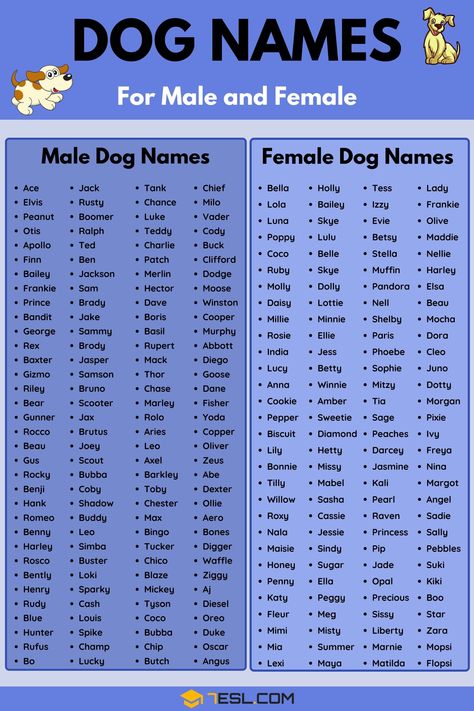 Cute Animal Names, Cute Dog Names, Cute Puppy Names, Dog Names Unique, Anjing Pug, Cute Pet Names, Boy Dog Names, Female Dog Names, Cute Names For Dogs