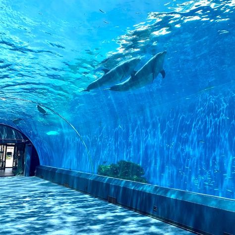 Dolphin Aquarium, Water Tunnel, Aquarium Pictures, Aquarium Architecture, Dolphin Fish, Aquarium Water, Water Aesthetic, World Water Day, Ocean Creatures