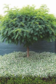 Ground Cover Plants and Plants for Down Low - Landscape Supplies Star Jasmine Ground Cover, Jasmine Ground Cover, Tree Star, Star Jasmine, Ground Cover Plants, White Gardens, Garden Pool, Garden Trees, Landscaping Plants