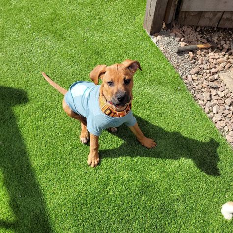 Preventing Foul Odors In Synthetic Grass | US Artificial Grass Artificial Turf For Dogs, Turf For Dogs, Artificial Grass For Dogs, Installing Artificial Turf, Artificial Grass Installation, Pet Area, Dog Pee, Pet Urine, Artificial Turf