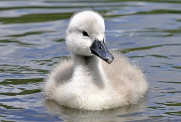 90+ Free Swan Baby & Swan Photos - Pixabay Swan Photos, Animal Drawing Inspiration, Fluffy Duck, Swan Drawing, Swan Tattoo, Swan Pictures, Baby Swan, Cutest Puppy Ever, Swans Art