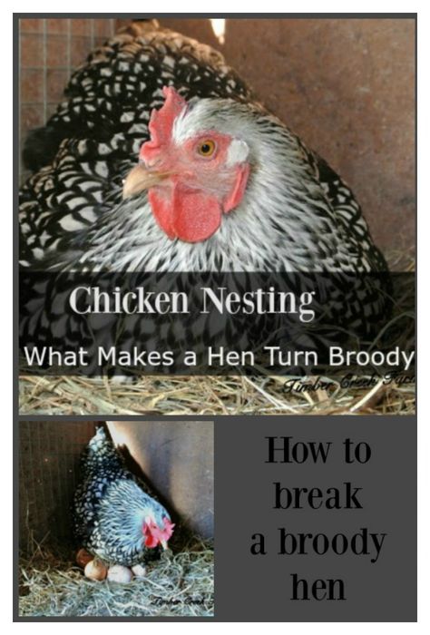 chicken nesting Broody Hen, Hatching Chickens, Chicken Incubator, Chicken Tractors, Chicken Health, Keeping Chickens, Hatching Eggs, Baby Chickens, Poultry Farm