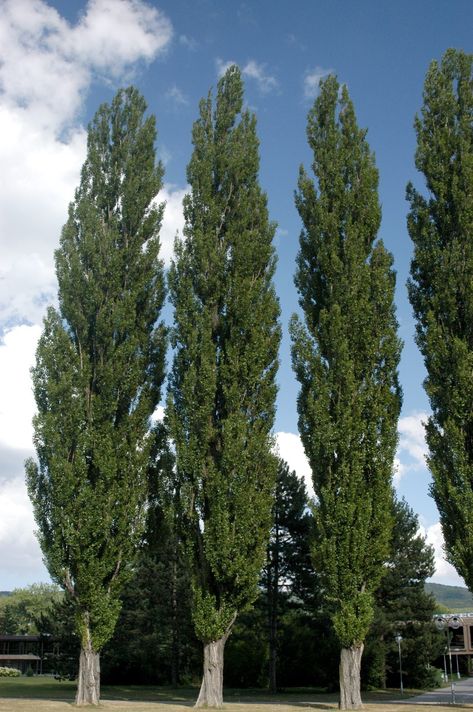 Populus nigra Italica, known as Lombardy Poplar, was introduced into the UK way back in the 1750s and is a well-known screening and riverbank tree. Its erect columnar habit makes it a fine architectural tree and it thrives on most soils including those prone to lying wet in winter. Fastest Growing Trees, Lombardy Poplar, Poplar Tree, Growing Trees, Tree Identification, Growing Grass, Tree Growing, Crape Myrtle, Fast Growing Trees