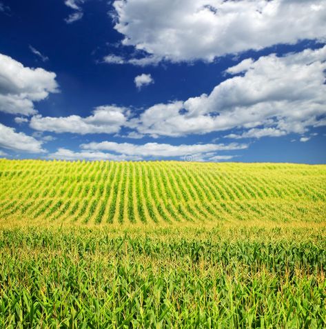 Corn field. Agricultural landscape of corn field on small scale sustainable farm , #Ad, #Agricultural, #landscape, #Corn, #field, #corn #ad Corn Field Photoshoot, Field Images, Sustainable Farm, Corn Fields, Corn Field, Field Of Dreams, Down On The Farm, Stock Photography Free, Gianni Versace