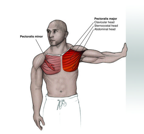 Pectoralis Minor Sesamoid Bone, Trigger Point Release, Human Skeleton Anatomy, Physical Therapy Student, Muscle Stretches, Skeleton Anatomy, Muscle Anatomy, Human Skeleton, Shoulder Injuries